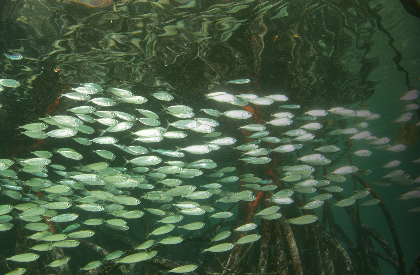 seagrass