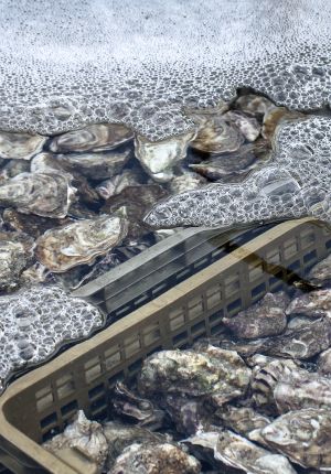 Close-up of harvested oysters submerged in a water tank with foam on the surface and a perforated plastic sorting basket partly visible.