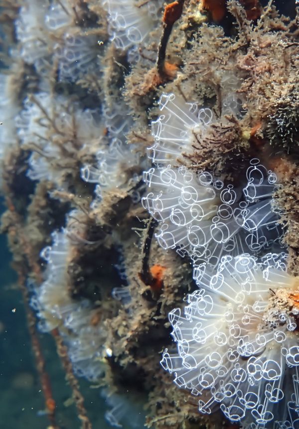 Ocean Ecostructures