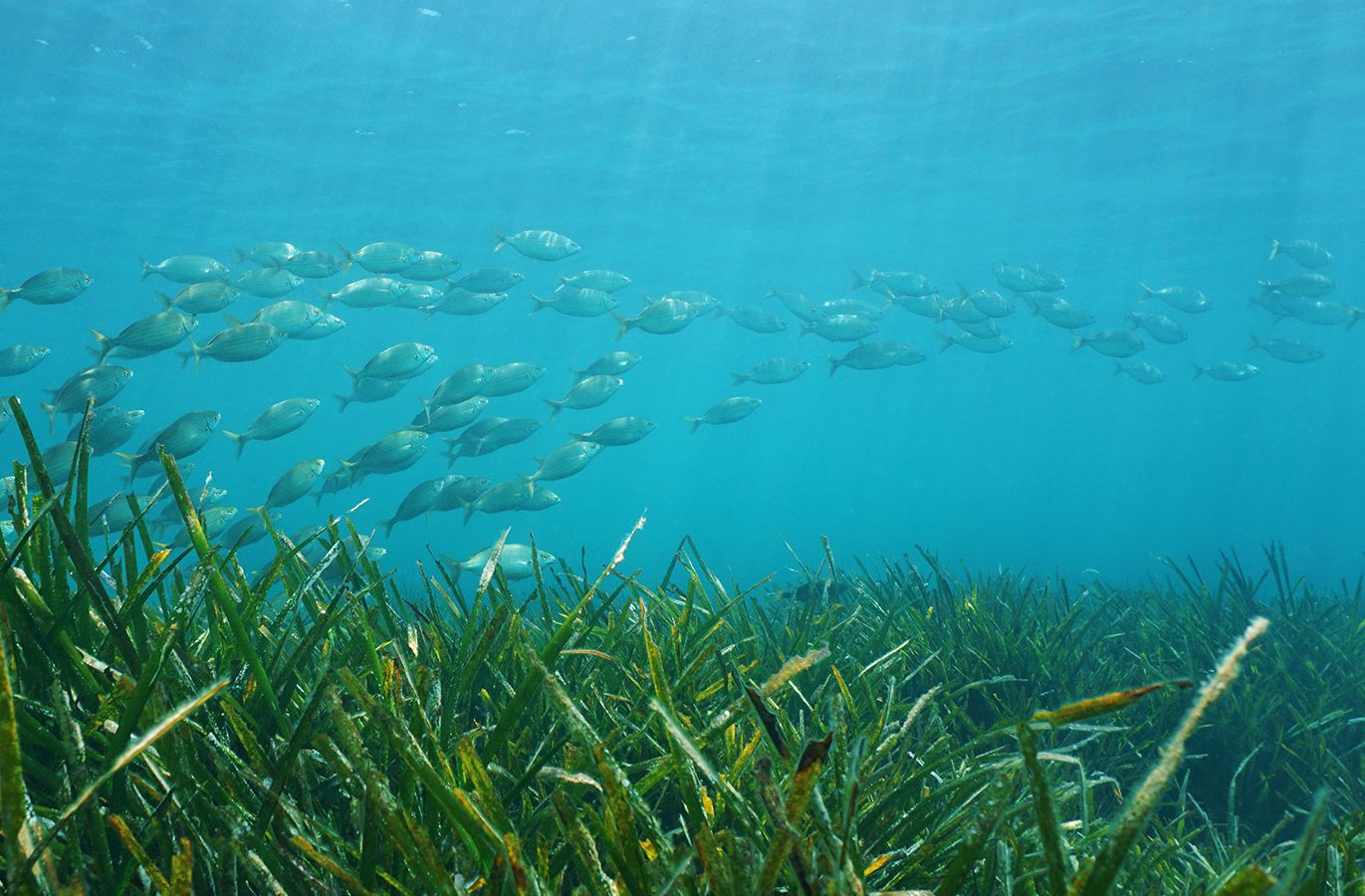 seagrass